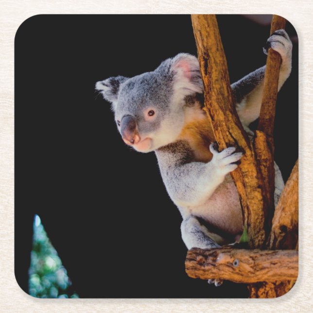 Porta-copo De Papel Quadrado Koala Cute na Cinza (Frente)