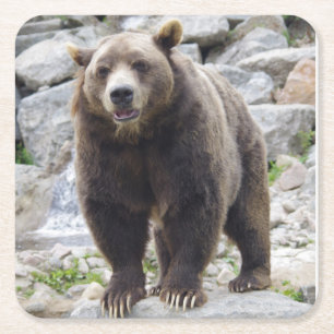 Porta-copo De Papel Quadrado Kodiak Bear em um Rock