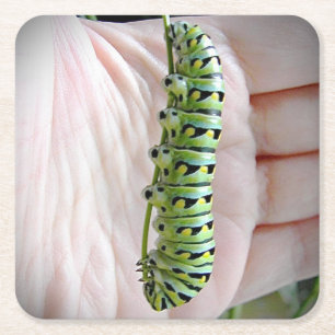 Porta-copo De Papel Quadrado Lagarta-do-mato-preto