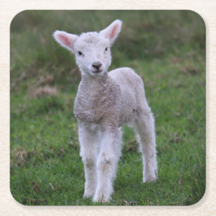 Porta-copo De Papel Quadrado Lamb Baby Shea Fazenda Animal