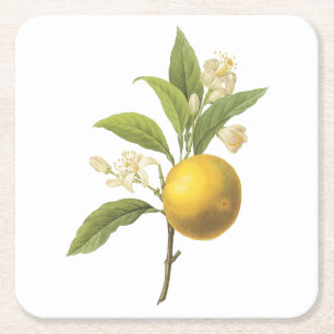 Porta-copo De Papel Quadrado laranja(Citrus sp.) por Redouté