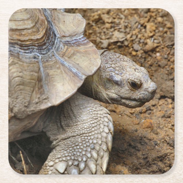 Porta-copo De Papel Quadrado Lento (Frente)