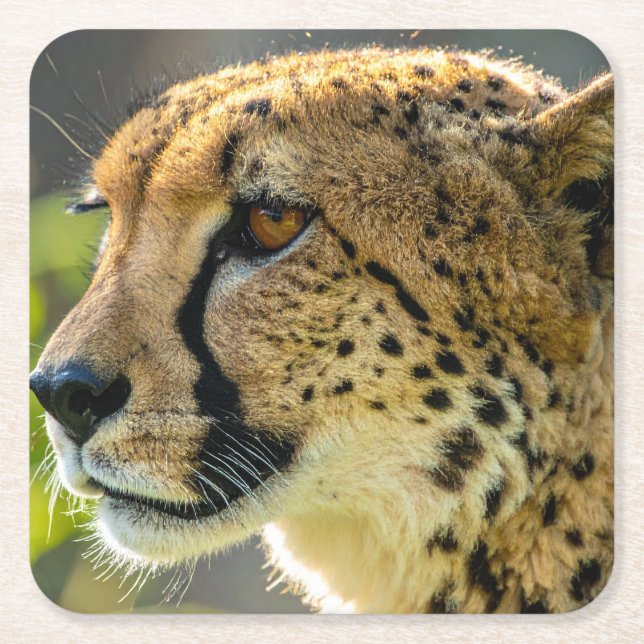 Porta-copo De Papel Quadrado leopardo (Frente)