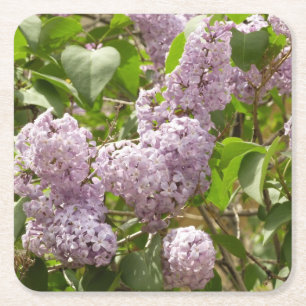Porta-copo De Papel Quadrado Lilac Bush Lindas Flores de primavera Roxas