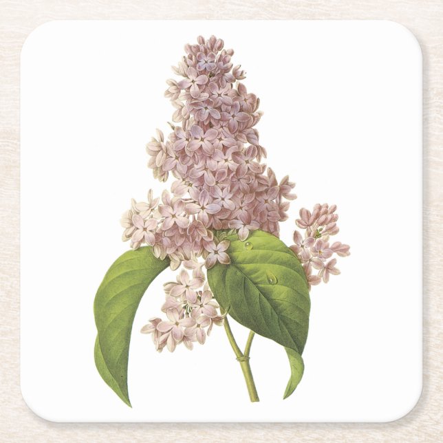 Porta-copo De Papel Quadrado lilac(Syringa sp.) por Redouté (Frente)