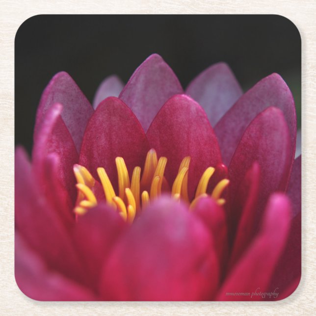 Porta-copo De Papel Quadrado Lily Água (Frente)