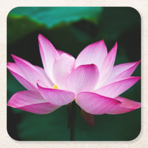 Porta-copo De Papel Quadrado Linda Flor de Lotus Rosa Bloqueia