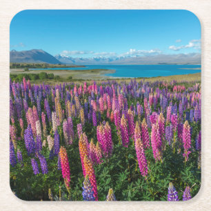 Porta-copo De Papel Quadrado Lupines de Russle no lago Tekapo   Nova Zelândia