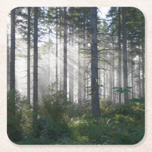 Porta-copo De Papel Quadrado Luz solar que quebra através de uma floresta