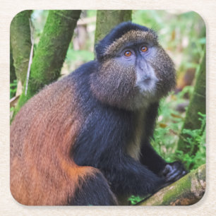 Porta-copo De Papel Quadrado Macaco Dourado, Ruanda