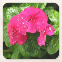 Macro Fotografia das Flores de Mola Rosa bonito