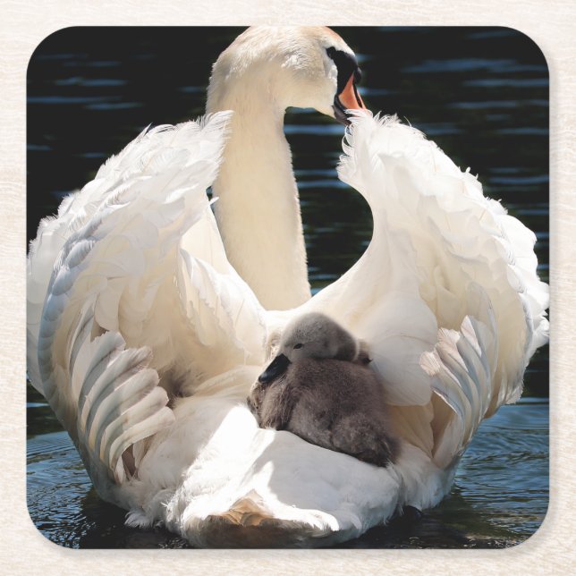 Porta-copo De Papel Quadrado Mãe Swan com Cygnets (cisnes para bebês) (Frente)