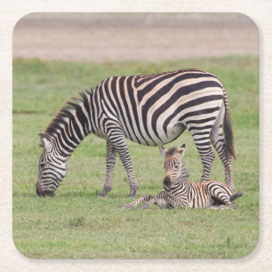 Porta-copo De Papel Quadrado Mãe Zebra com Potro Recém-Nascido