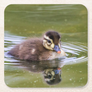 Porta-copo De Papel Quadrado Mallard Duckling