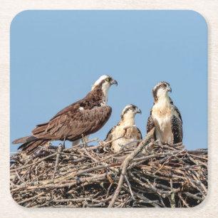 Porta-copo De Papel Quadrado Mamãe Osprey com seus filhos