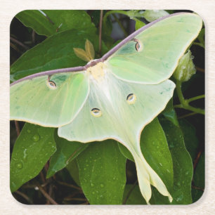 Porta-copo De Papel Quadrado Mariposa Luna em Clematite Carnaby
