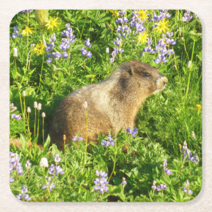 Porta-copo De Papel Quadrado Marmot no Monte Rainier Wildflower