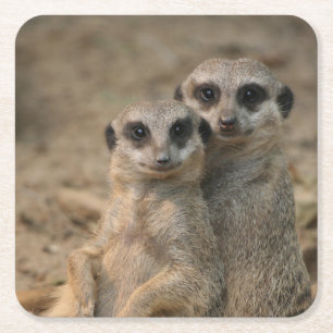 Porta-copo De Papel Quadrado Meerkat_20170901_by_JAMFoto