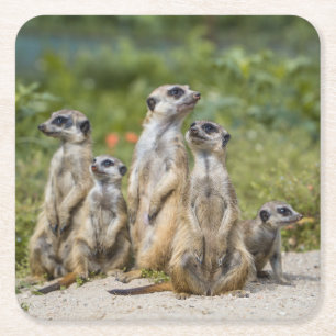 Porta-copo De Papel Quadrado Meerkats