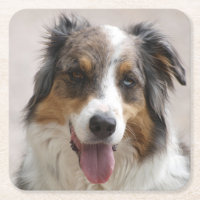 merle pastor australiano