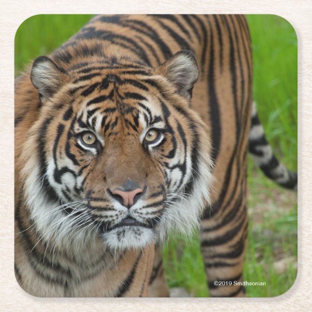 Porta-copo De Papel Quadrado modelo (Frente)