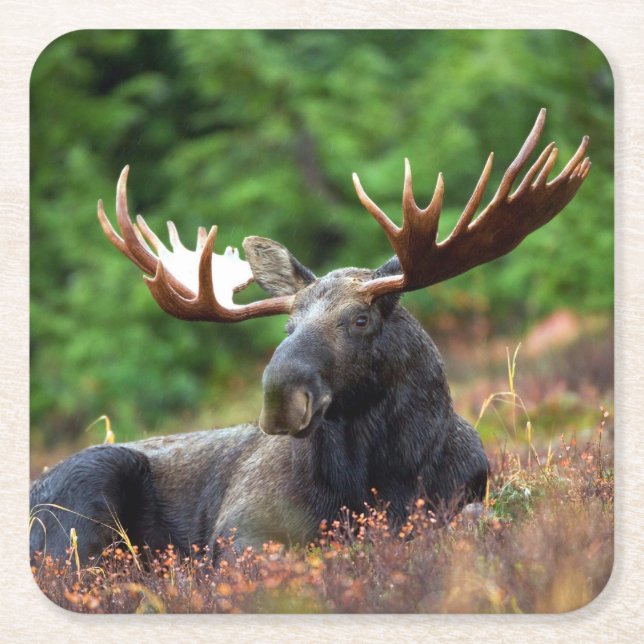 Porta-copo De Papel Quadrado Moose (Frente)