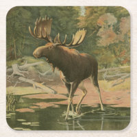 Moose Caminhando na Água
