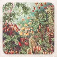 Mosses, Muscinae Laubmoose por Ernst Haeckel