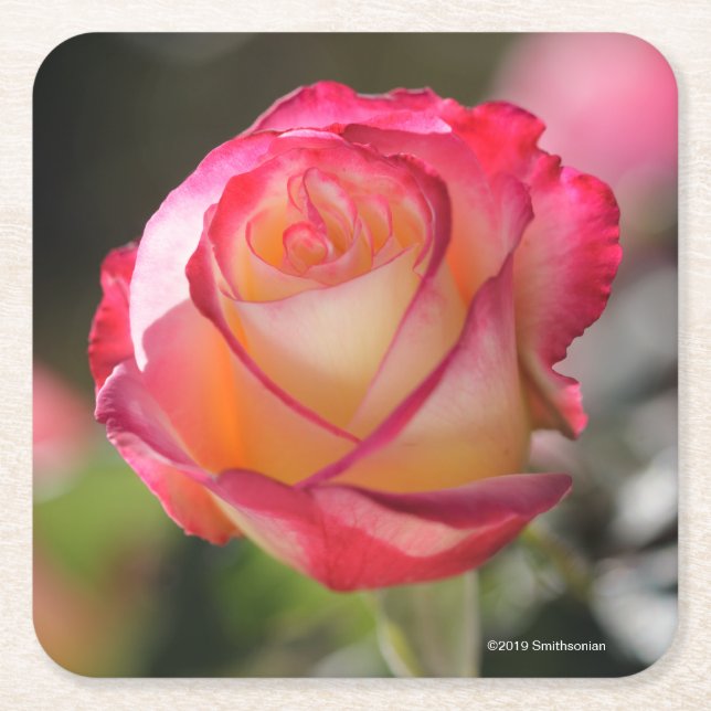 Porta-copo De Papel Quadrado O prazer dobro aumentou (Frente)