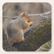 O prêmio do esquilo