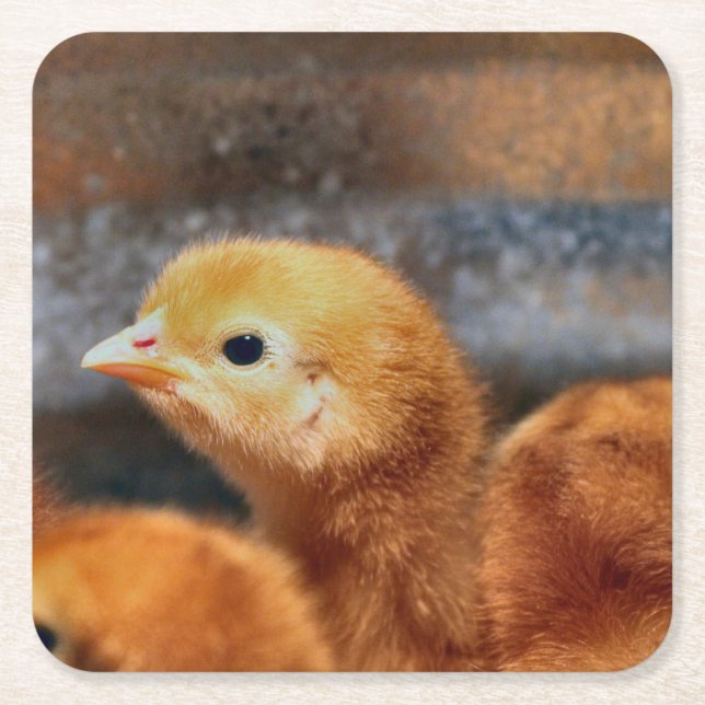 Porta-copo De Papel Quadrado Olhar (Frente)