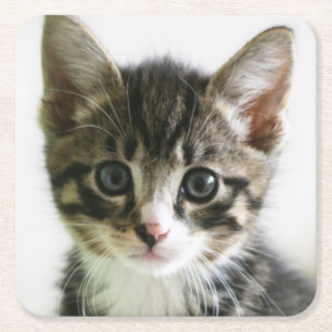 Porta-copo De Papel Quadrado Olhar fixo do gatinho