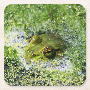 Porta-copo De Papel Quadrado Olhos sapos em um Pond