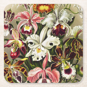 Porta-copo De Papel Quadrado Orquídeas, Orquídeas Denusblumen Ernst Haeckel