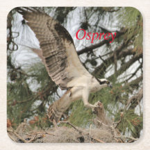 Osprey Wildlife Paper Porta copos