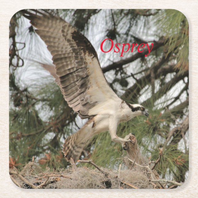 Porta-copo De Papel Quadrado Osprey Wildlife Paper Porta copos (Frente)