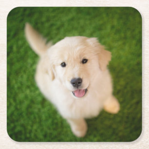 Porta-copo De Papel Quadrado Ouro - Retirador de Puppy com Grass
