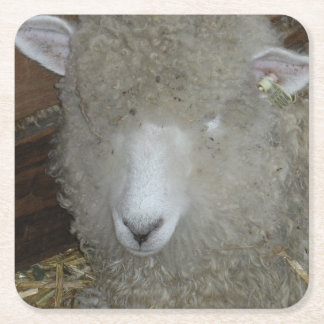 Porta-copo De Papel Quadrado Ovinos na feira do condado