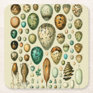 Porta-copo De Papel Quadrado Ovos de Pássaros Antigos Arte de Ovos de Peixe Fra