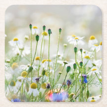 Paper Coasters - Cornflowers e Margaridas