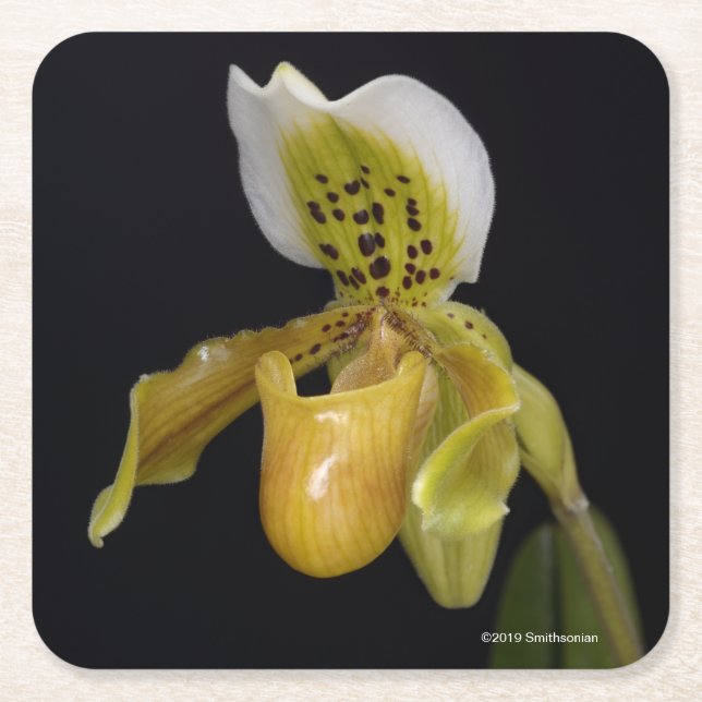 Porta-copo De Papel Quadrado Paphiopedilum Exul (Frente)