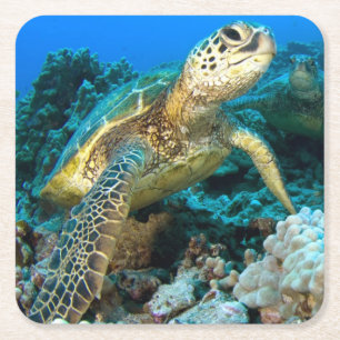 Porta-copo De Papel Quadrado Pares da tartaruga