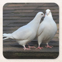 Pares das pombas brancas