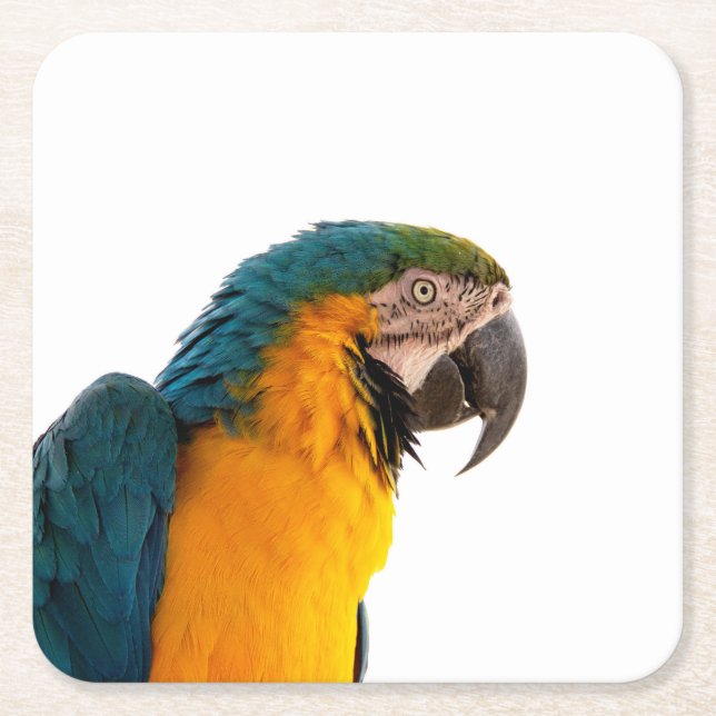 Porta-copo De Papel Quadrado Parrot Notes (Frente)