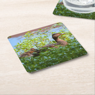 Porta-copo De Papel Quadrado Pato selvagem e Patinho-Natação por Shirley Tayl
