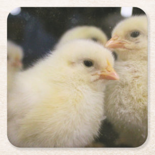 Porta-copo De Papel Quadrado Peeps