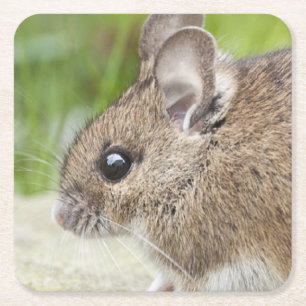 Porta-copo De Papel Quadrado Perfil do mouse