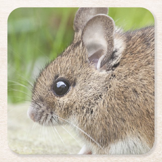 Porta-copo De Papel Quadrado Perfil do mouse (Frente)