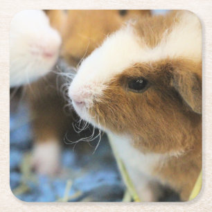 Porta-copo De Papel Quadrado Piggy