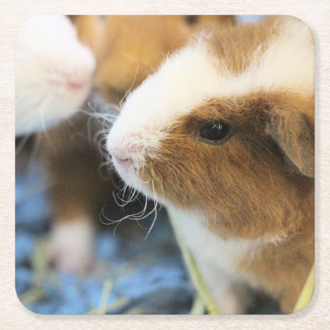 Porta-copo De Papel Quadrado Piggy (Frente)